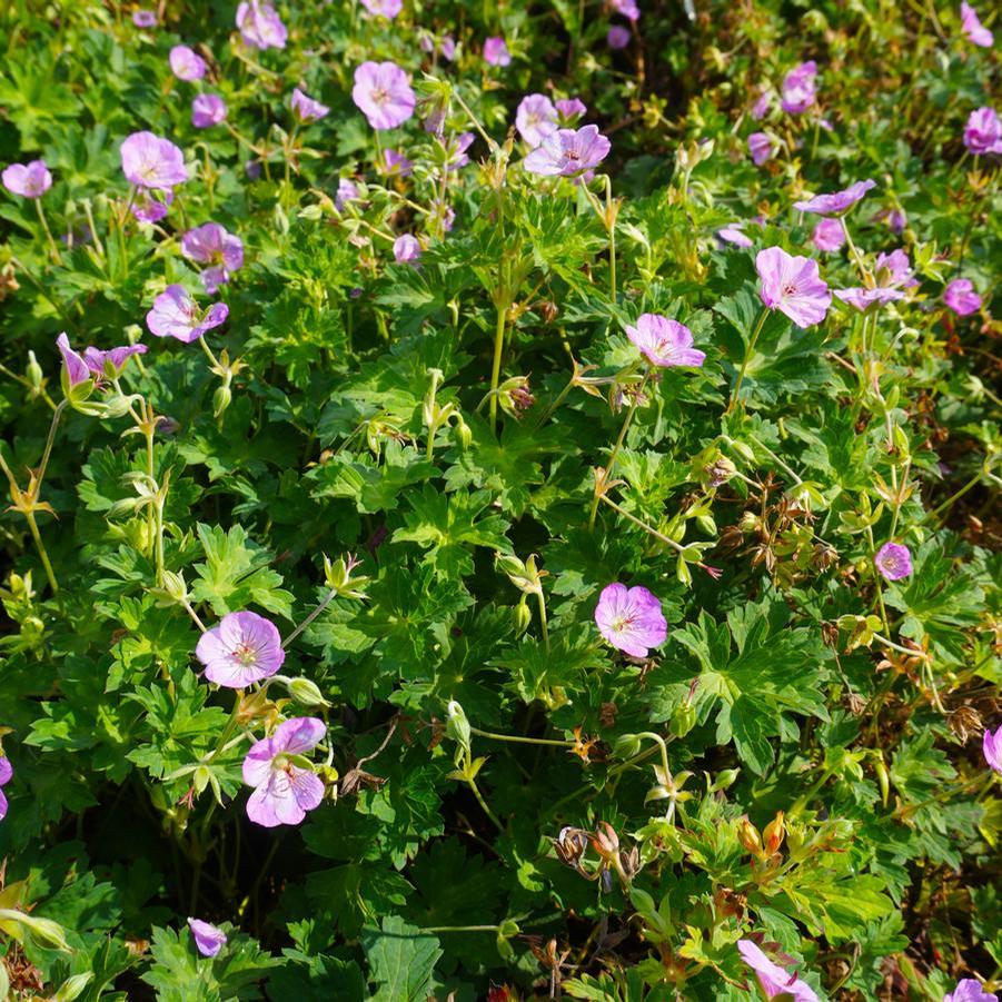 Geranium Azure Rush PP22684