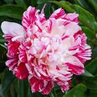 Paeonia lacttiflora Candy Stripe