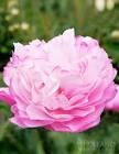 Paeonia lacttiflora Joker