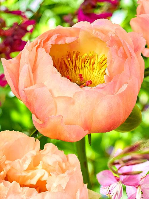 Paeonia Kings Day