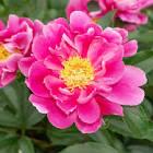 Paeonia lacttiflora Athens (Patio)