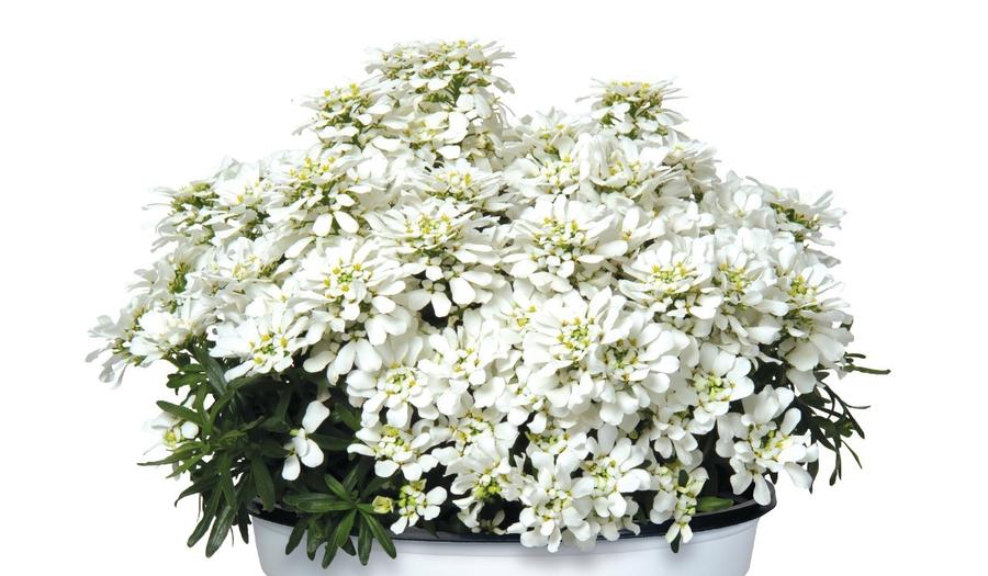 Iberis semp. White Light