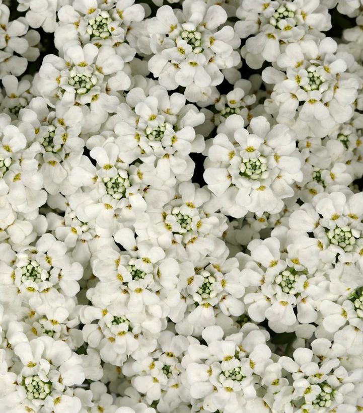 Iberis semp. White Shadow
