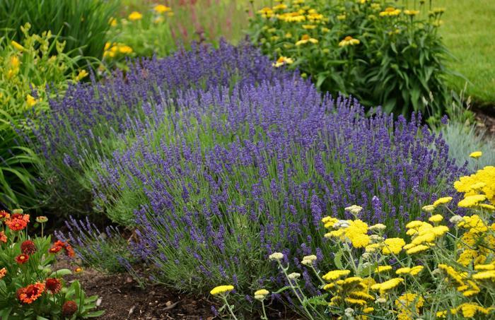 Lavandula angustifolia Hidcote Blue