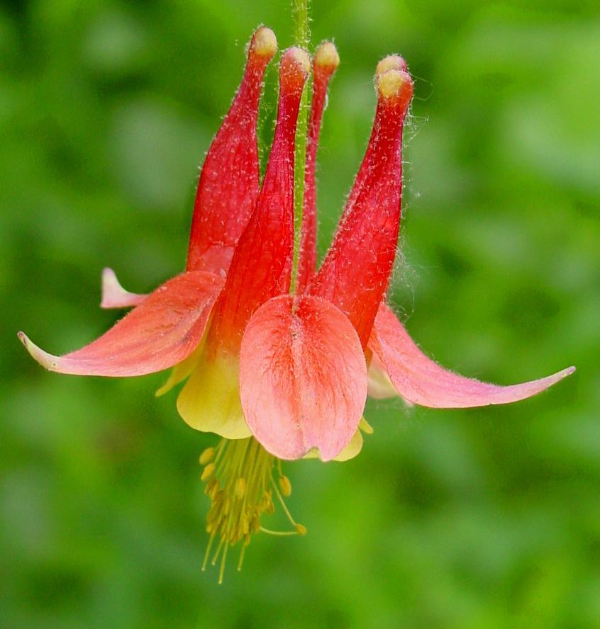 Aquilegia canadensis Little Lanterns