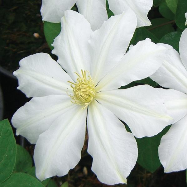 Clematis Toki