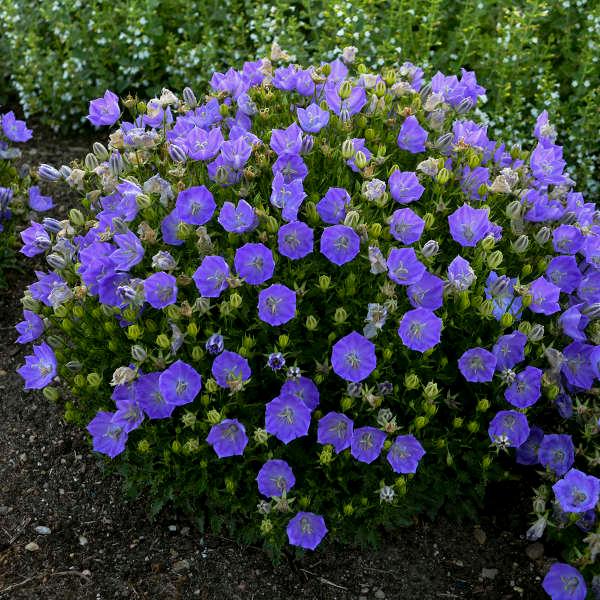 Campanula carpatica Rapido Blue