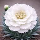 Dianthus Fruit Punch® Fruit Punch® Whipped Cream
