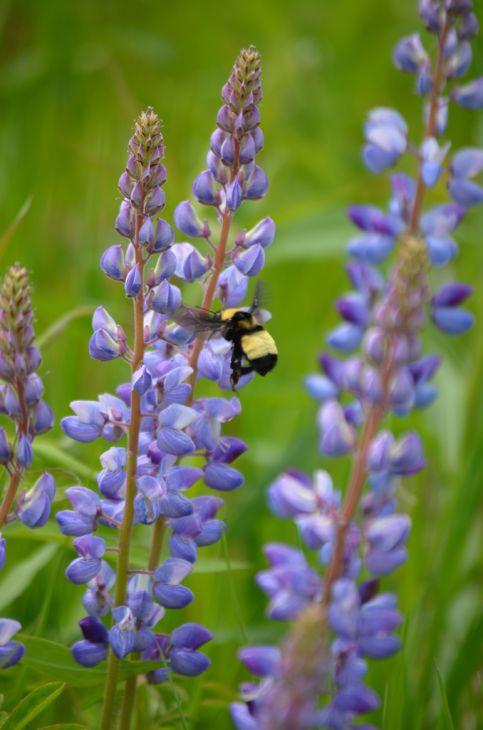 Lupinus 