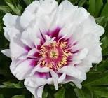 Paeonia Cora Louise
