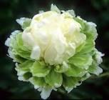 Paeonia lacttiflora Green Halo