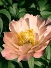 Paeonia lacttiflora King's Day