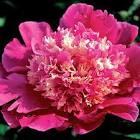 Paeonia lacttiflora Spiffy