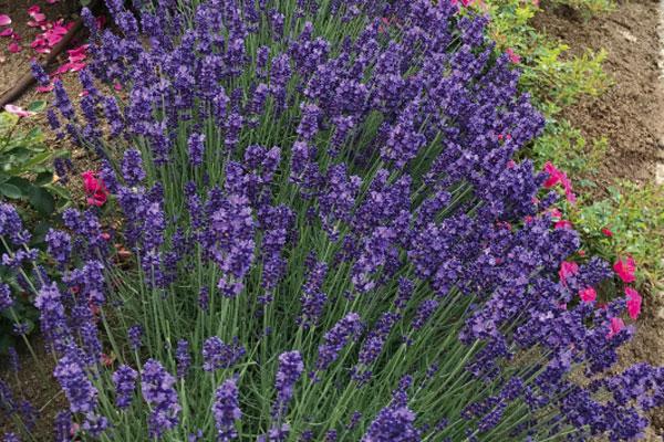 Lavandula Blue Jeans