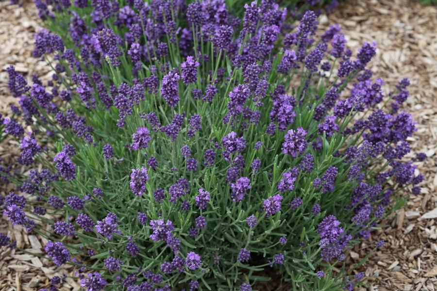 Lavandula La Diva Eternal Elegance