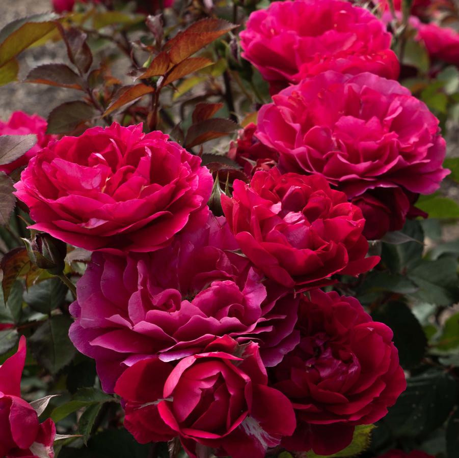 Rose Tree 24 Triple Knock Out® PPAF