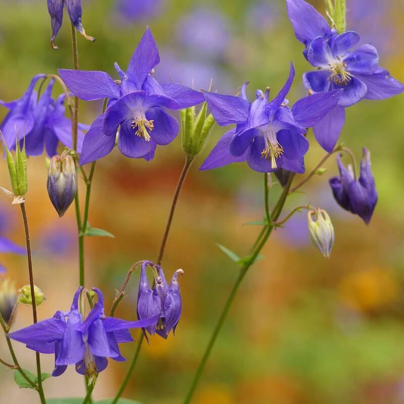 Aquilegia vulgaris 