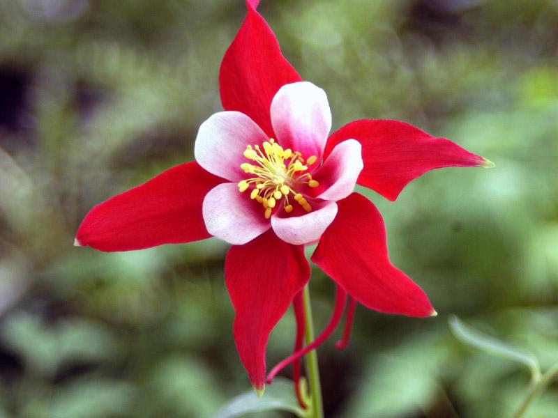 Aquilegia x Red Hobbit