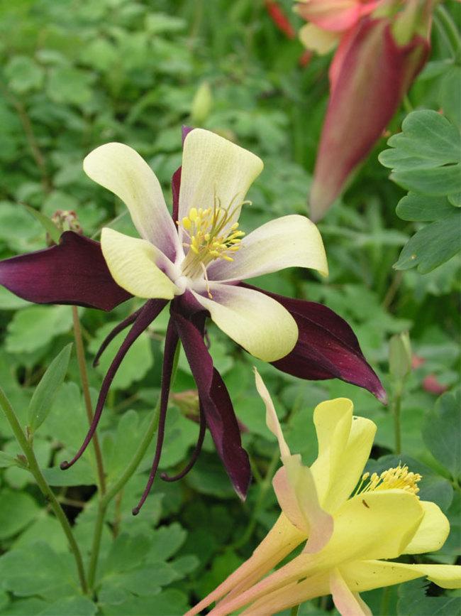 Aquilegia x Dragonfly