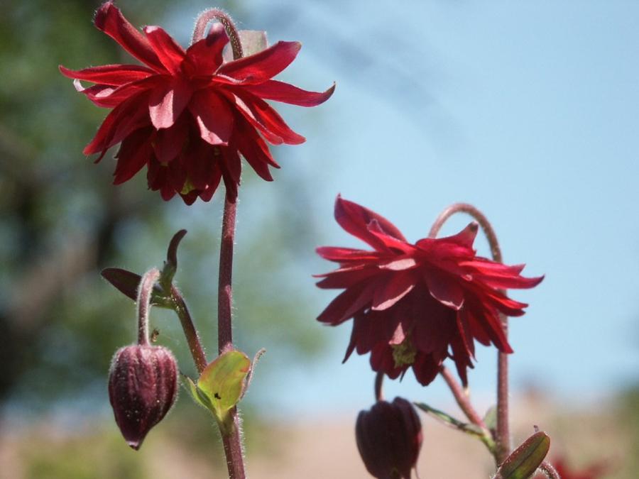 Aquilegia Ruby Port