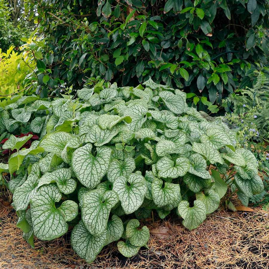 Brunnera macrophylla Alexander's Great PP25789
