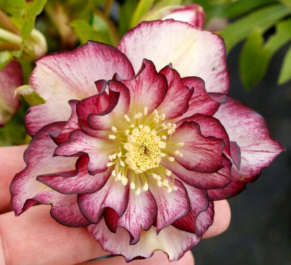 Helleborus North Star&trade; NORTH STAR™ Garnet Frills