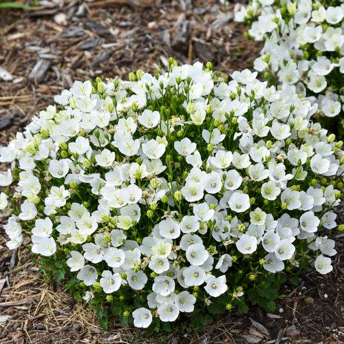 Campanula carpatica Mini Marvels&trade; Mini Marvels™ Starbright PP36638
