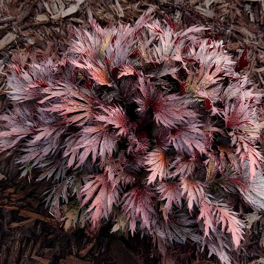 Heuchera FYRE WING™ Rhodonite