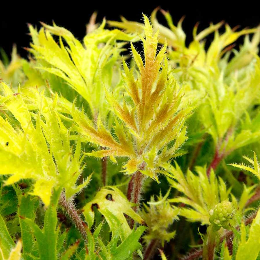 Heuchera FYRE WING™ Heliodor