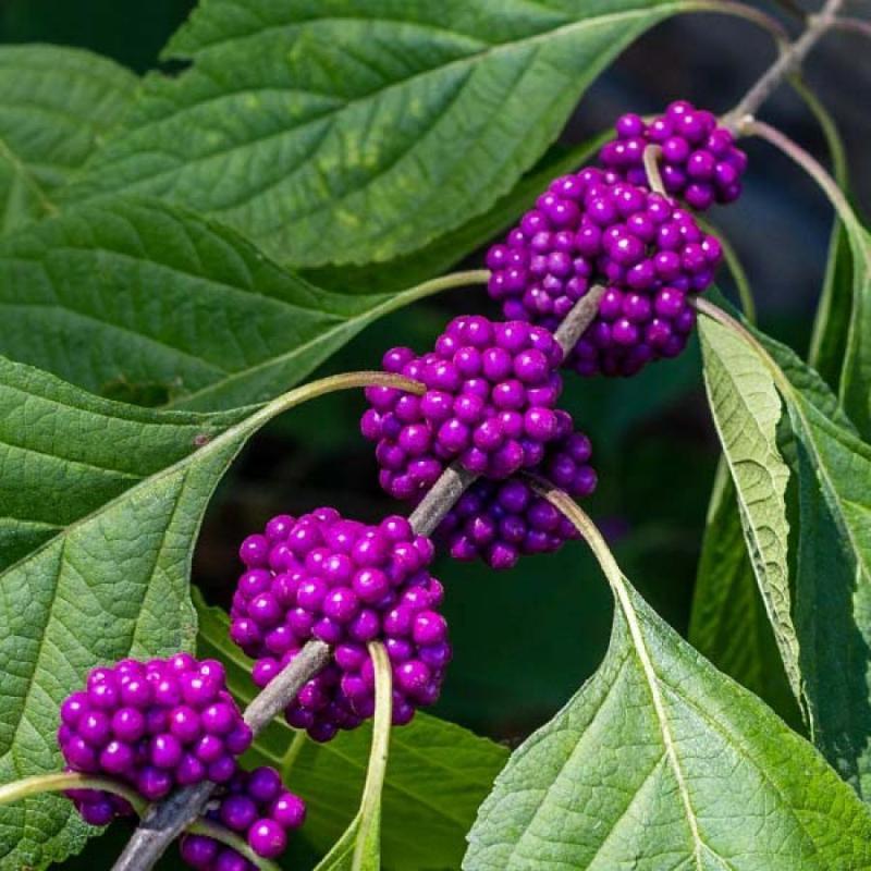 Callicarpa 