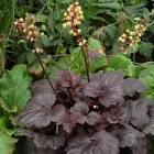 Heuchera Dark Storm