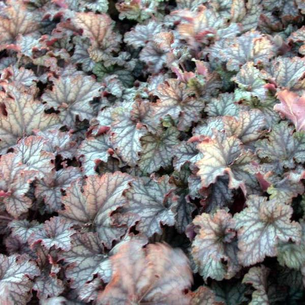Heuchera Mars