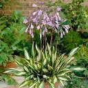 Hosta Cherry Berry