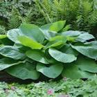 Hosta Jurassic Park
