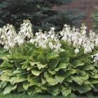 Hosta Royal Standard