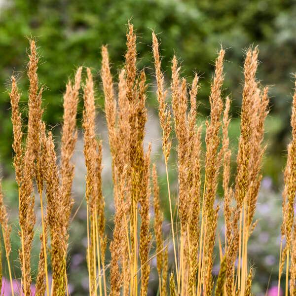 Sorghastrum nutans Golden Sunset™