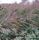 Panicum virgatum Dallas Blues PP11202
