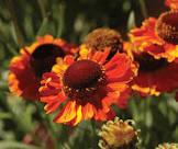 Helenium Mardi Gras