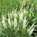 Clethra alnifolia Ripple Effect™ PPAF