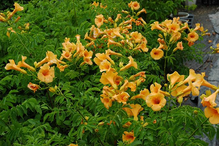 Campsis Summer Jazz&trade; Bloomables® Summer Jazz™ Sunrise Gold