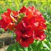 Campsis Summer Jazz&trade; Bloomables® Summer Jazz™ Fire PP23917