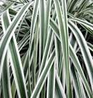 Carex oshimensis EverColor&reg; Evercolor® Everest PP20955