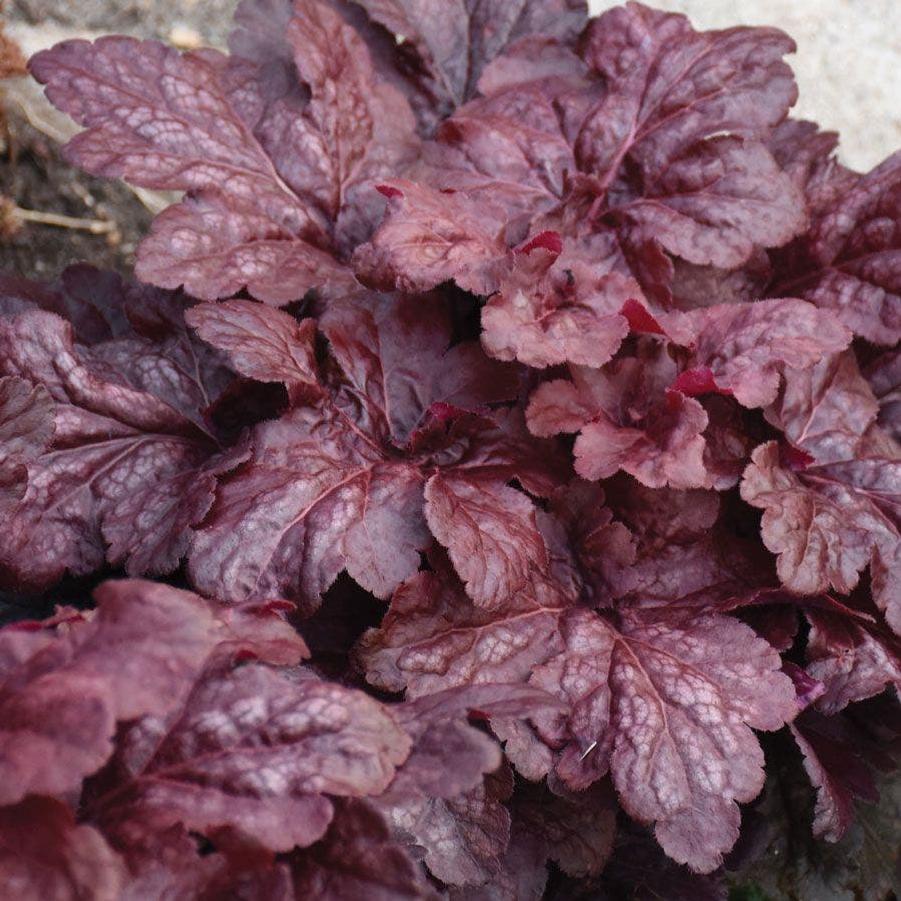 Heuchera Red Dragon PPAF
