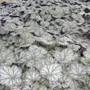 Heuchera Saturn