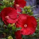 Hibiscus Summerific&reg; Summerific® Cranberry Crush PP21984