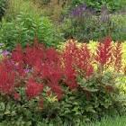 Astilbe japonica Red Sentinel