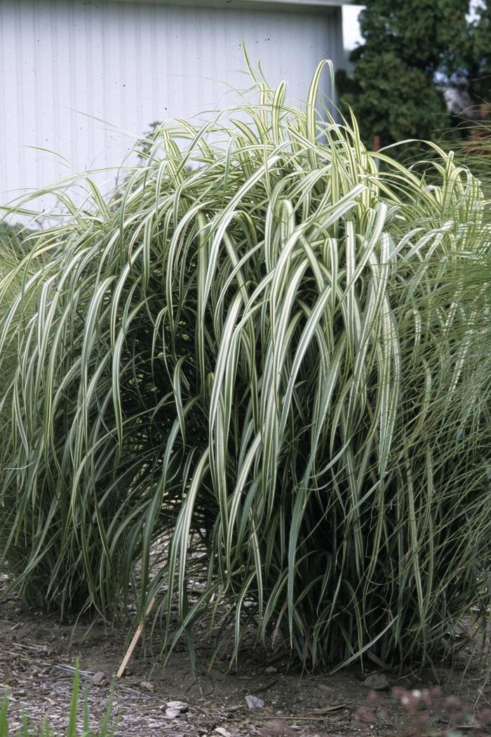 Miscanthus sinensis Cabaret