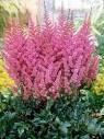 Astilbe chinensis Maggie Daley