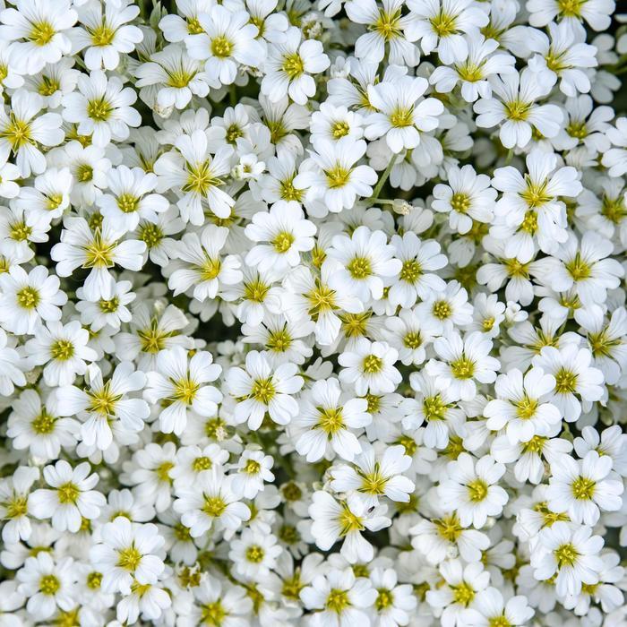 Cerastium Cloud Cover