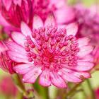 Astrantia major Cerise Button